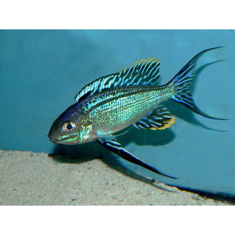 Cyathopharynx furcifer kigoma - imagine 4